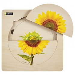 Puzzle Cycle de vie - Le tournesol